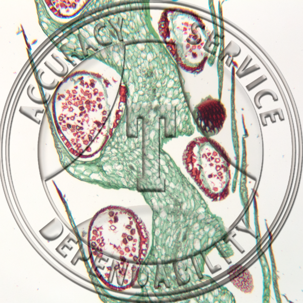 9-4AA Ligulate Species Strobilus Unttached Megasporangia Prepared Microscope Slide