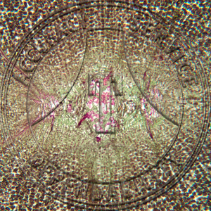A-223-1 Ligulate Species Corm Prepared Microscope Slide