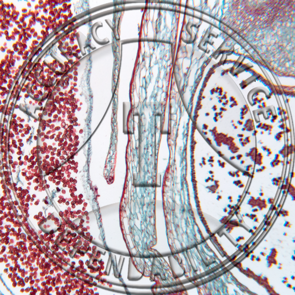 A-223-10 Ligulate Species Micro and Megosporophylls LS Prepared Microscope Slide