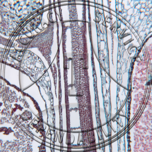 A-223-2 Ligulate Species Stem Prepared Microscope Slide