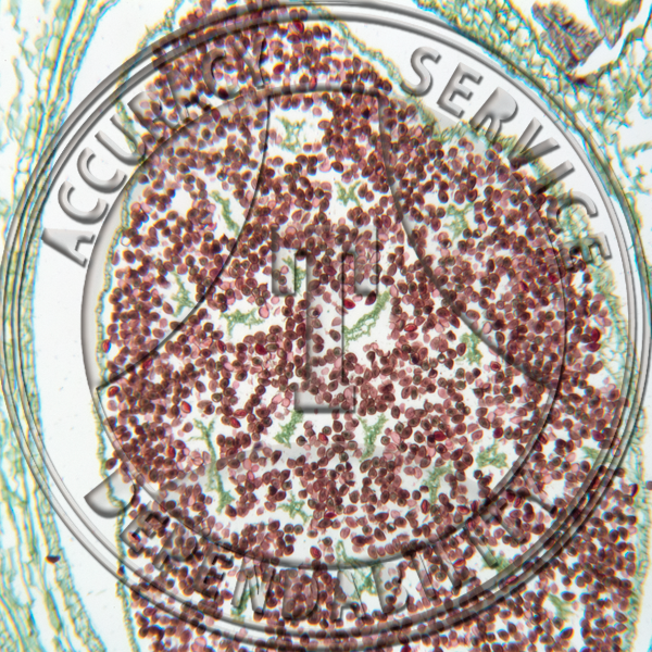 A-223-6 Ligulate Species Microsporophyll Prepared Microscope Slide