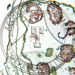 A-223-7 Ligulate Species Megasporophyll Prepared Microscope Slide