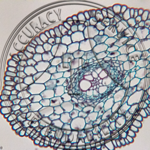 9-4CCC Ligulate Species Rhizopore Prepared Microscope Slide