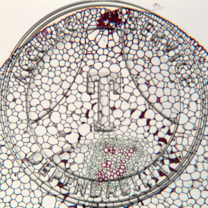 9-8A Psilotum Rhizome CS Prepared Microscope Slide