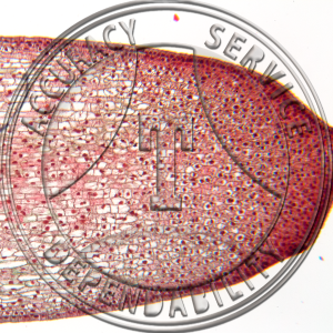 9-8AA Psilotum Rhizome Tip LS Prepared Microscope Slide