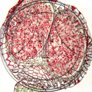 9-8CCC Psilotum Sporangium Unattached LS Prepared Microscope Slide 