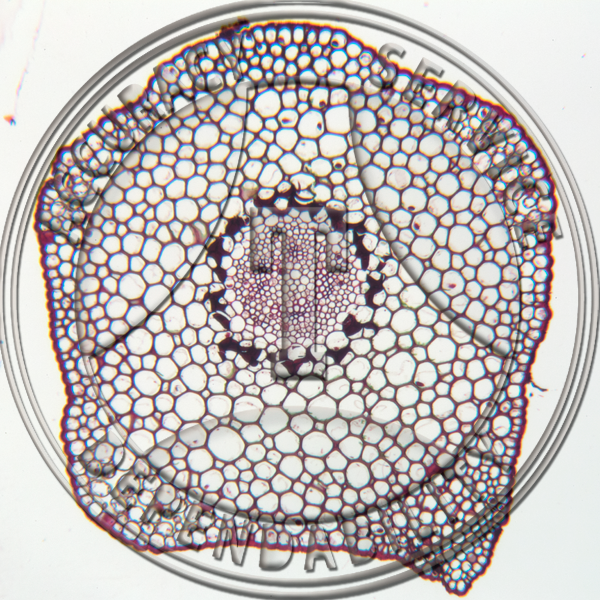 9-10A Tmesipteris Stem CS Prepared Microscope Slide