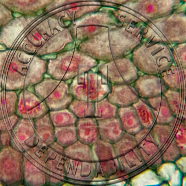 13-363 Ranunculus acris Root Tip Mitosis Prepared Microscope Slide