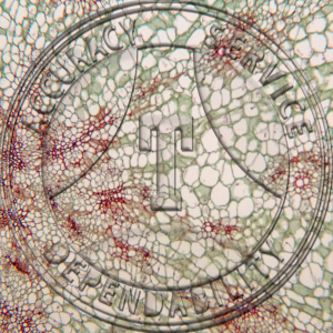 13-364-6 Raphanus sativus Fleshy Root CS Prepared Microscope Slide