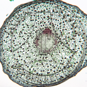 13-12D Salix Root Development Set 5 Slides Prepared Microscope Slide