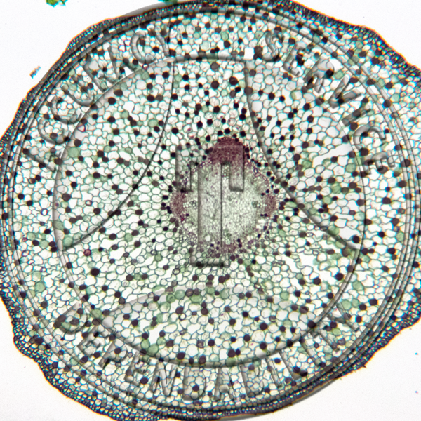 13-12D Salix Root Development Set 5 Slides Prepared Microscope Slide