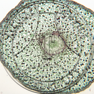 13-12D Salix Root Development Set 5 Slides Prepared Microscope Slide