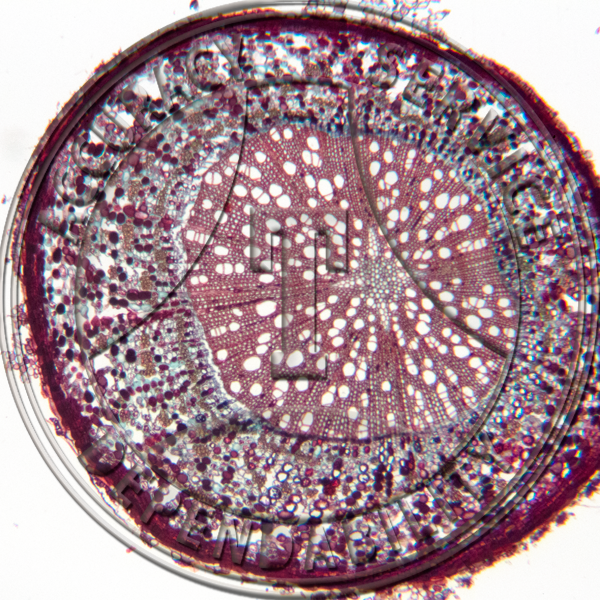 13-12D Salix Root Development Set 5 Slides Prepared Microscope Slide