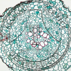 13-372 Sanguinaria canadensis Root CS Prepared Microscope Slide 