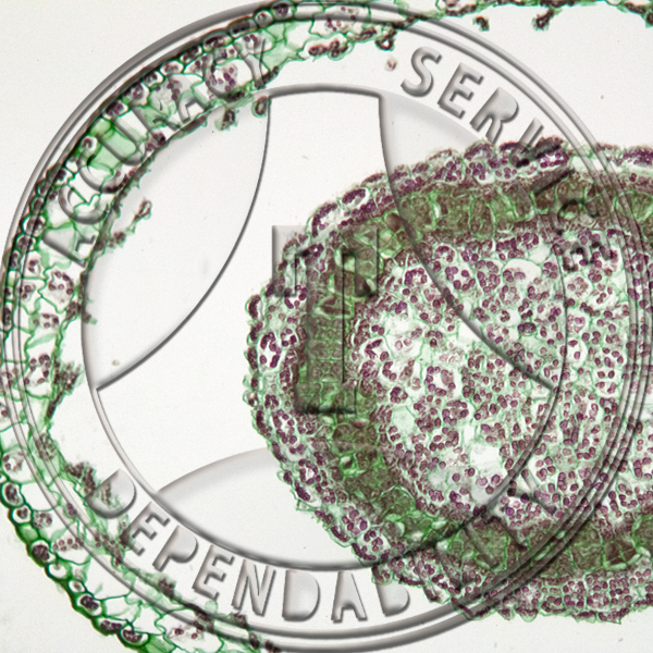 5-10A Ricciocarpus natans Thallus CS Prepared Microscope Slide