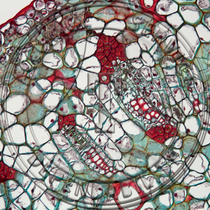 11-344 Mistletoe Prepared Microscope Slide
