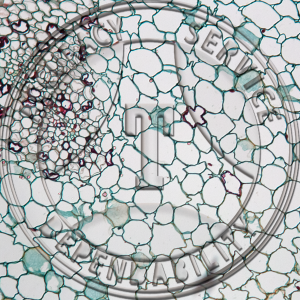 11-345 Monotropa uniflora Prepared Microscope Slide