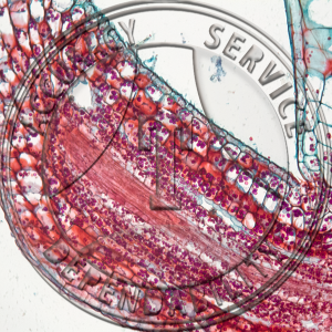 11-347 Myriophyllum Stem Prepared Microscope Slide