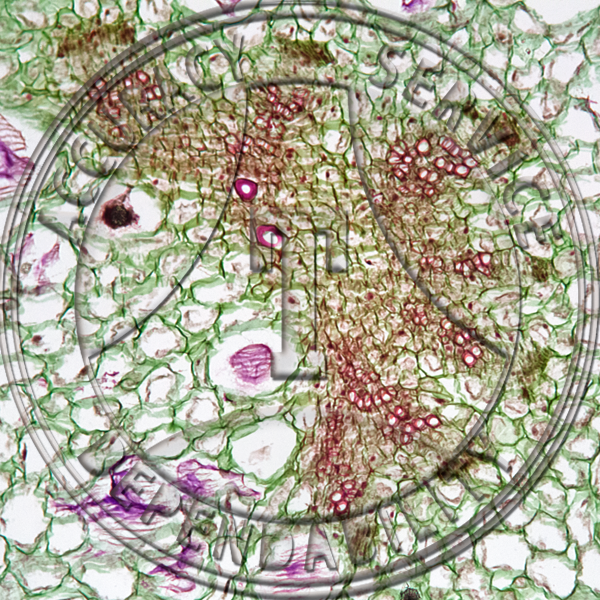 11-352-1 Opuntia polyacantha Xerophytic Stem Prepared Microscope Slide